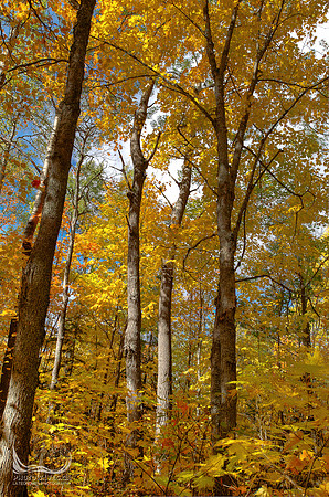 Algonquin Provincial Park