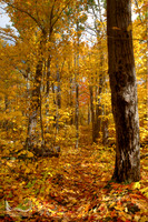 Centennial Ridges Trail