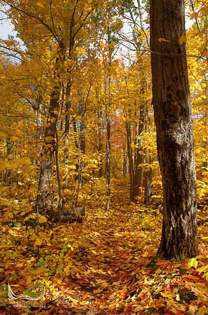 Centennial Ridges Trail